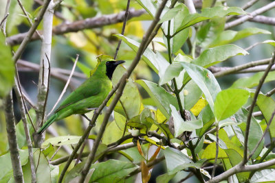Lesser green leafbird (Blauwbaardbladvogel)