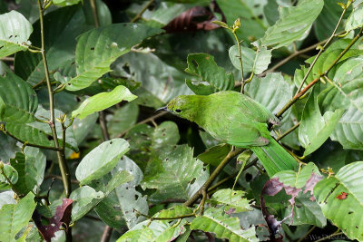 Lesser green leafbird (Blauwbaardbladvogel)