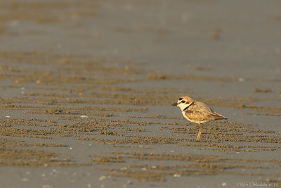 Malaysian plover (Maleise plevier)