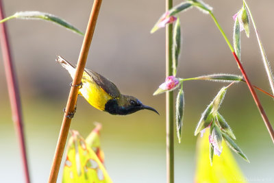 Olive-backed sunbird (Staalborsthoningzuiger)