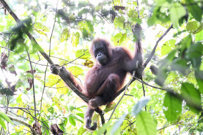 Bornean orangutan (Borneose Orang-oetan)