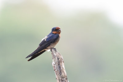 Pacific swallow (Zuidzeezwaluw)