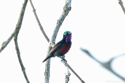 Van Hasselt's sunbird (Van Hasselts honingzuiger)