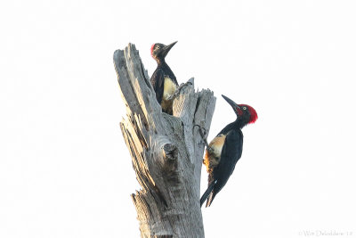 White-bellied woodpecker (Witbuikspecht)
