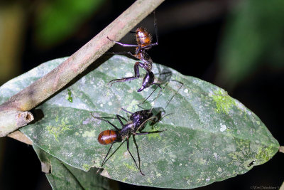 Giant forest ant