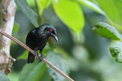 Asian glossy starling (Maleise purperspreeuw)