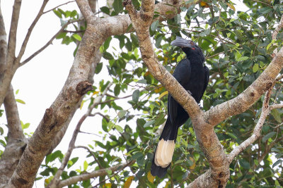 Black hornbill (Zwarte neushoornvogel)