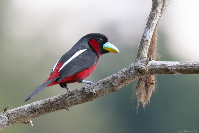 Black-and-red broadbill (Zwart-rode hapvogel)