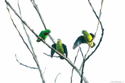 Psittaculidae (Old World parrots)