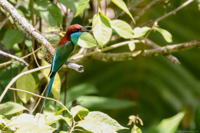Blue-throated bee-eater (Maleise bijeneter)