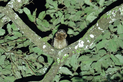 Brown wood owl (Bruine bosuil)