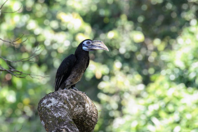 Bushy-crested hornbill (Zwartkuifneushoornvogel)