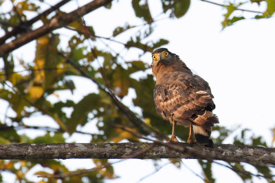 Crested serpent eagle (Indische slangenarend)