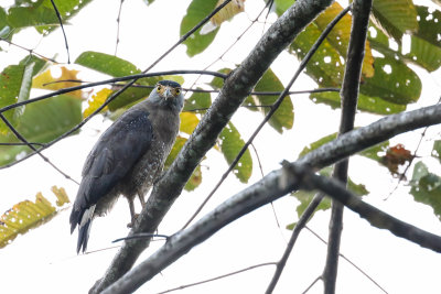 Crested serpent eagle (Indische slangenarend)