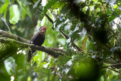 Dusky broadbill (Sumatraanse hapvogel)