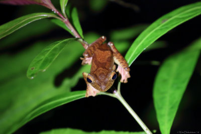 Harlequin tree frog