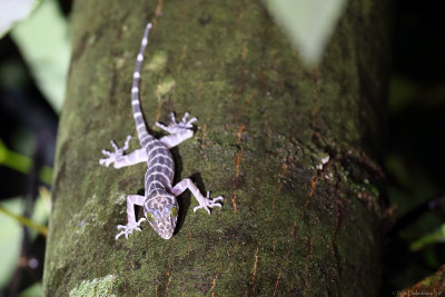Peters' bow-fingered gecko