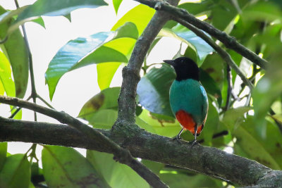 Hooded pitta (Kappitta)