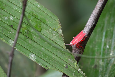 Borneo shield-bug