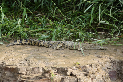 Saltwater crocodile (Zeekrokodil)