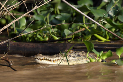 Saltwater crocodile (Zeekrokodil)