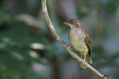 Olive-winged bulbul (Maleise buulbuul)