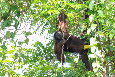 Bornean orangutan (Borneose Orang-oetan)