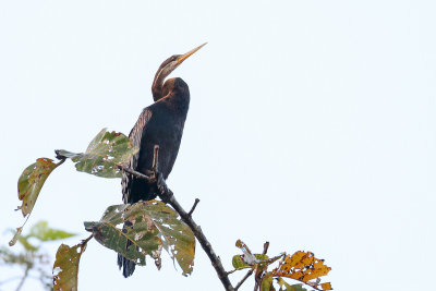 Oriental darter (Indische slangehalsvogel)