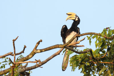 Oriental pied hornbill (Indische neushoornvogel)