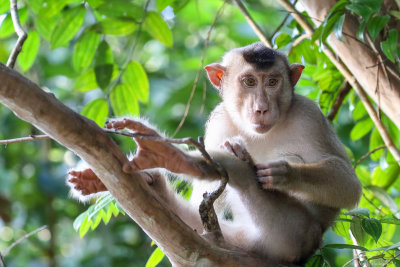 Southern pig-tailed macaque (Lampongaap)