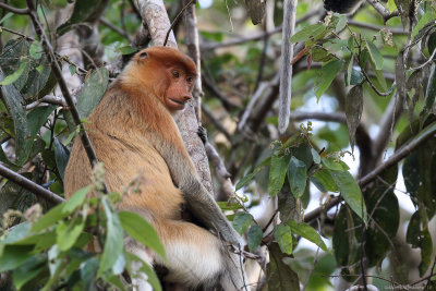 Proboscis monkey (Neusaap)