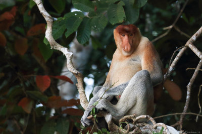 Proboscis monkey (Neusaap)