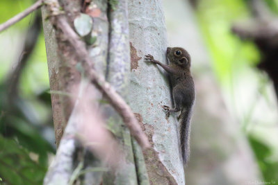 Least pygmy squirrel