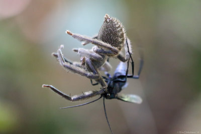 Wasp attacking spider
