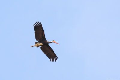 Storm's stork (Soendaooievaar)