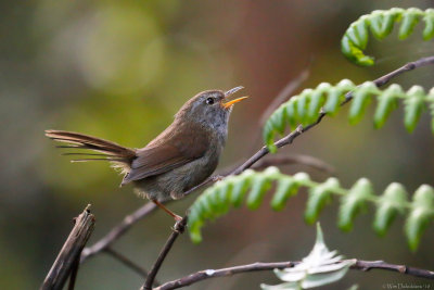 Cettiidae (cettia bush warblers and allies)