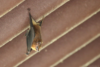 Sheath-tailed bat spec.