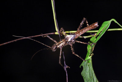 Stick insect spec.