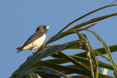 White-breasted woodswallow (Witborstspitsvogel)