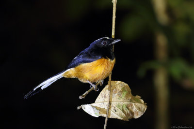 White-crowned shama (Witkruinshamalijster)