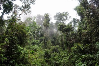 Danum, near Borneo Rainforest Lodge