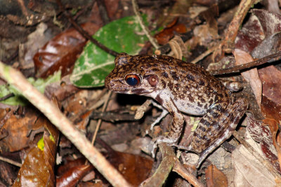 Rough-sided frog