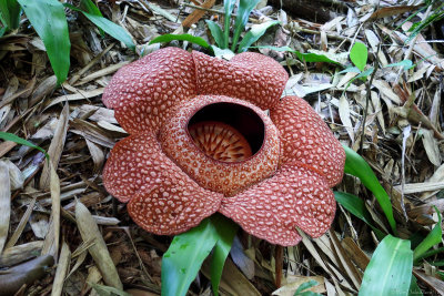 Rafflesia keithii 