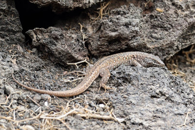 Atlantic lizard (Oost-Canarische Hagedis)