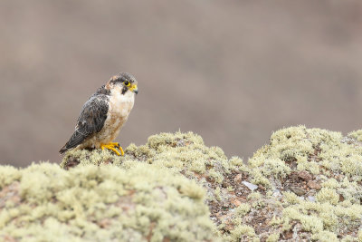 Barbary falcon (Barbarijse valk)