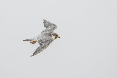 Barbary falcon (Barbarijse valk)