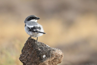 Canary Island desert grey shrike (Canarische woestijnklapekster)