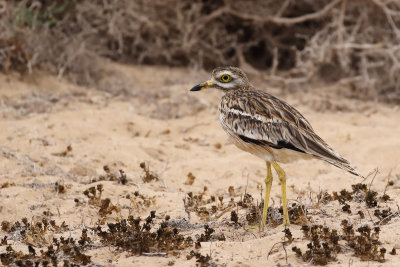Stone Curlew (Griel)