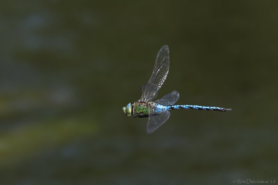Emperor dragonfly (Grote keizerlibel)
