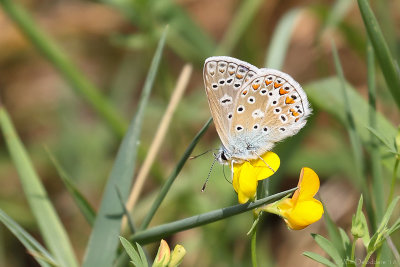 Common blue (Icarusblauwtje)